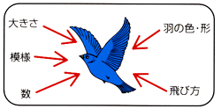 鳥