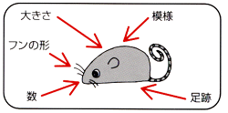 動物